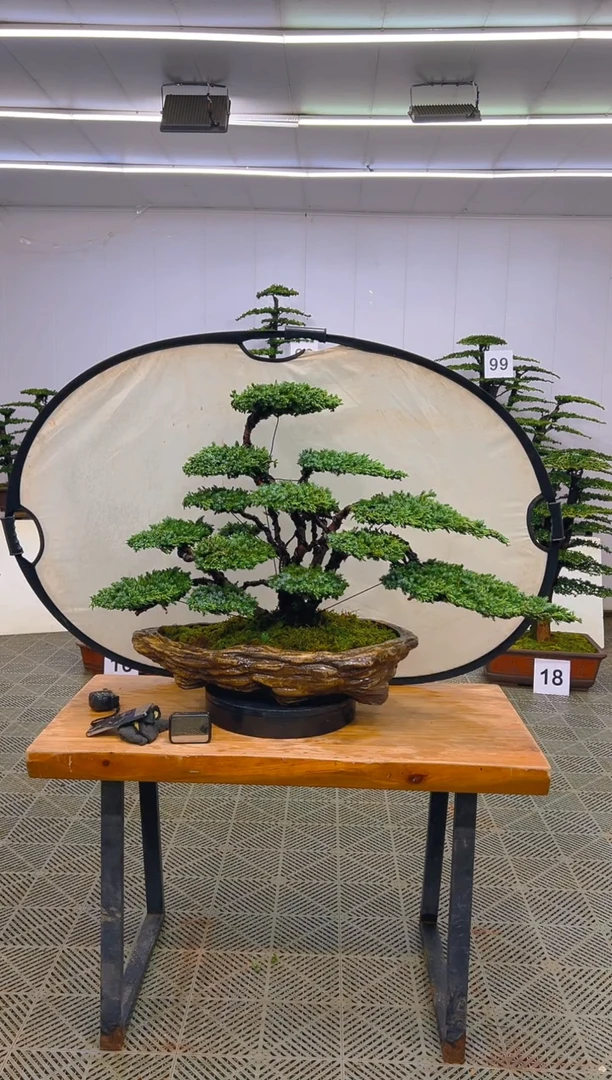 无花朵用****1一物一拍一物一拍