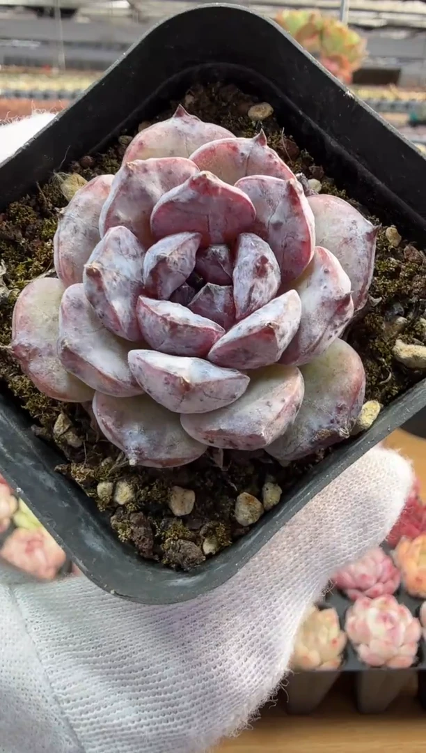 东云多肉园二店-183