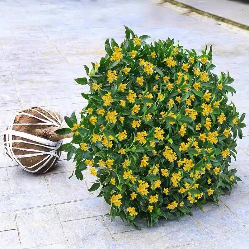 四季贵月月开，喜欢阳光