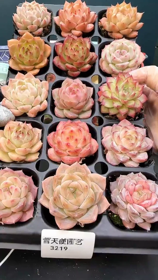 3 219   多肉 15  颗