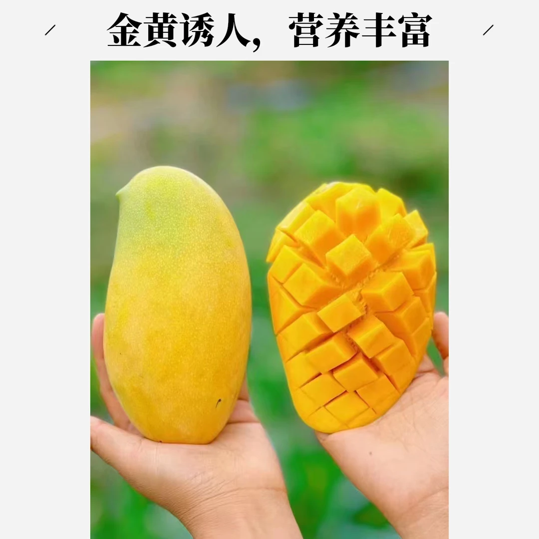 新鲜芒果攀研二号农家自种肉多核小