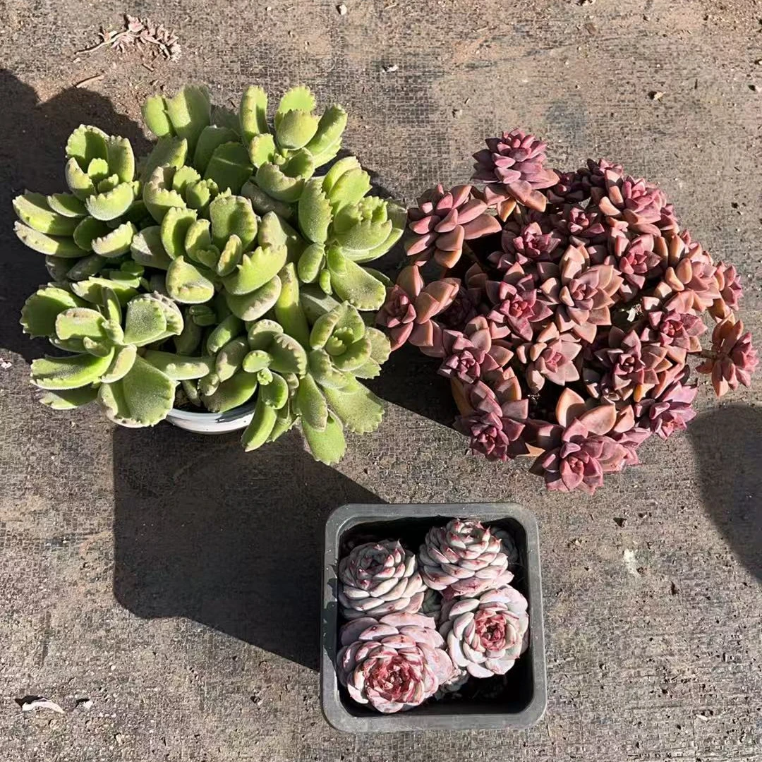清棚套餐2 多肉植物绿植  鲜花盆栽基地 源头栽种易活