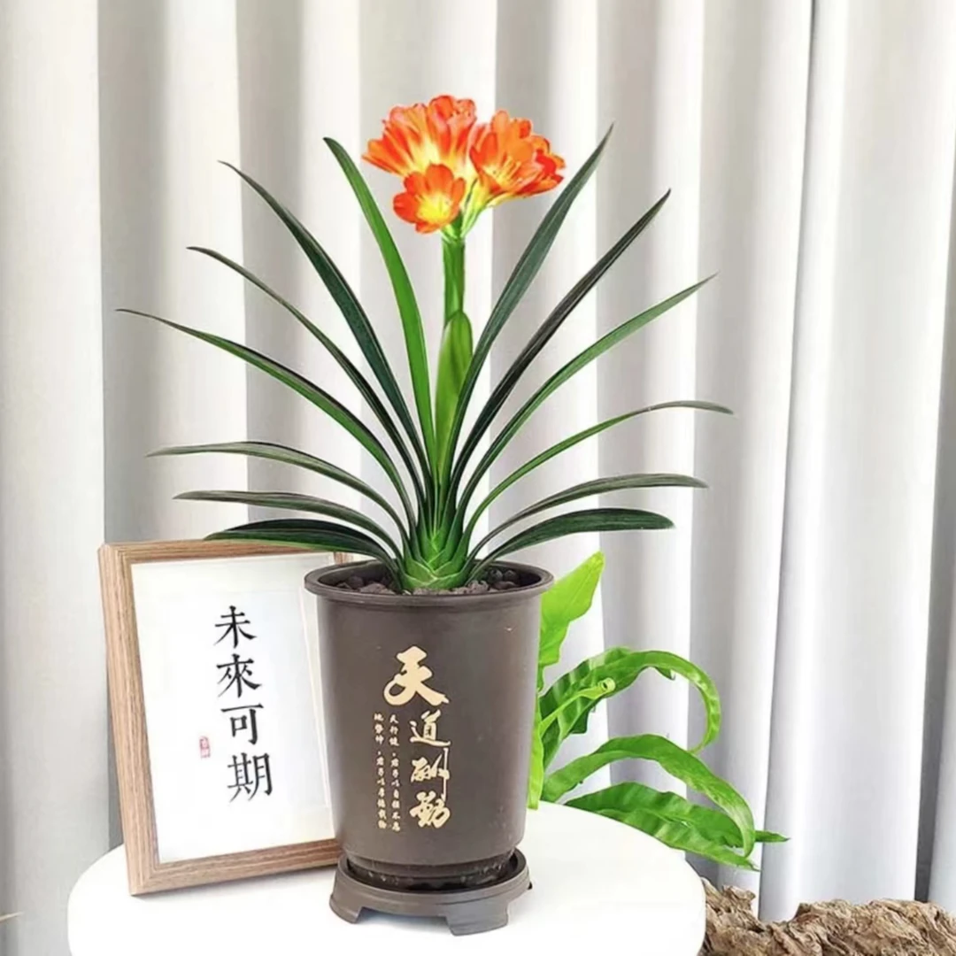 国兰精品君子兰高端绿植