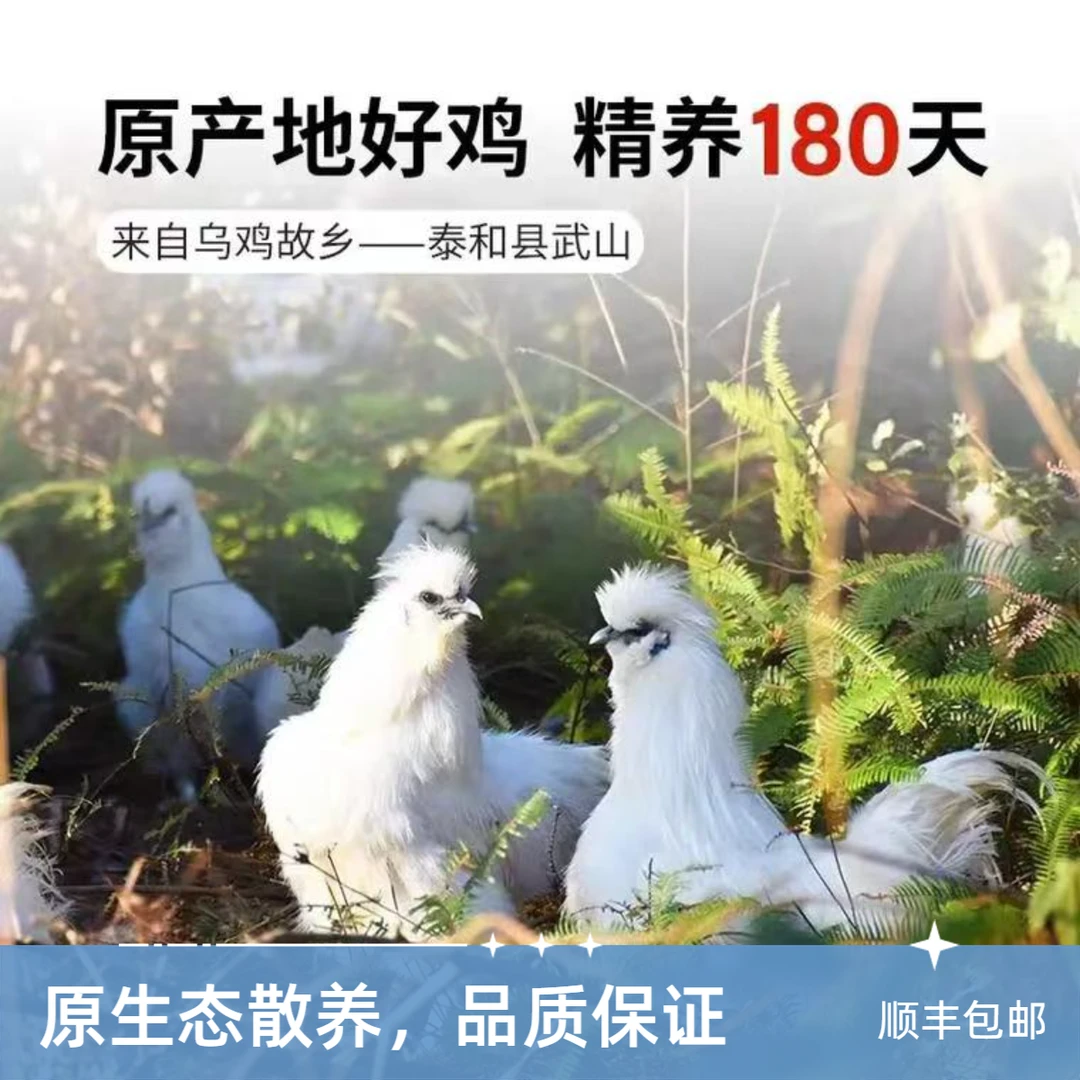 江西正宗原种泰和乌鸡林下散养公母自选新鲜鲜嫩顺丰包邮到家！
