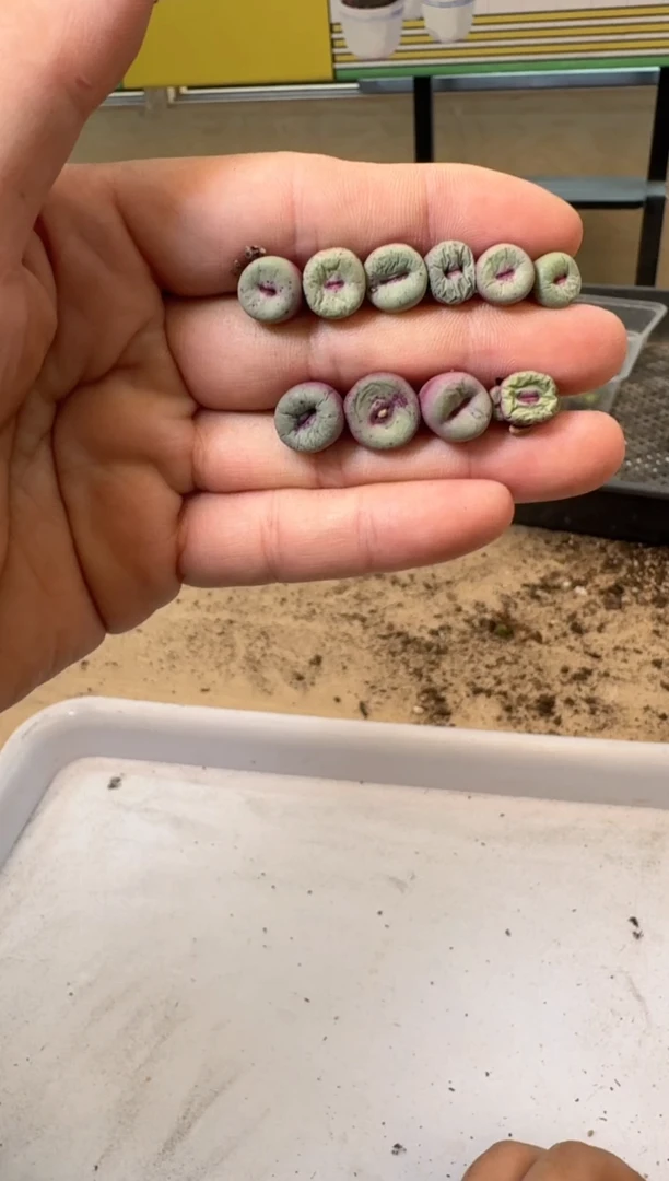 多肉植物肉锥4-282