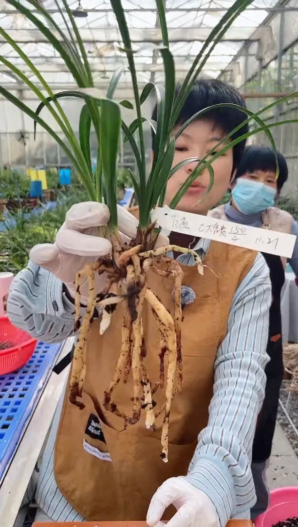 当前无花朵，栽培后可花朵范* 大富贵，，范高