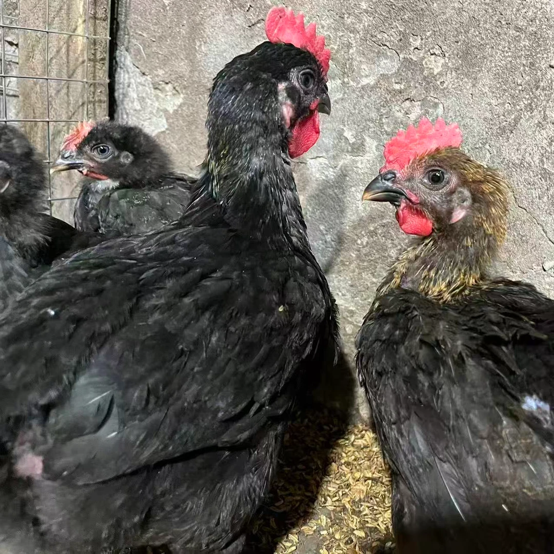 【宠物鸡】一斤一两发货包邮宠物鸡观赏鸡可爱活泼