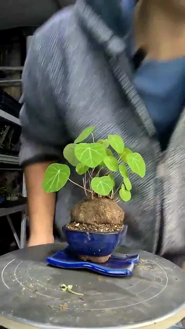 小*?中青园艺一物一拍420