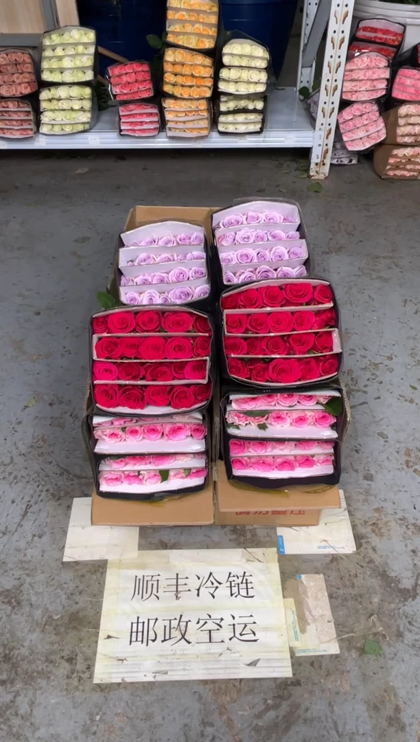 洛神20枝+高盛20枝+海洋之歌20枝