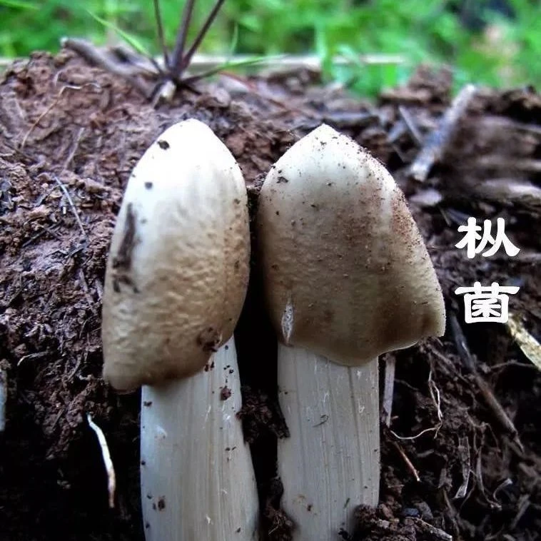 鸡摐菌种子高产伞把菇三塔菌荔枝菌云南食用菌人工种植新鲜 菌种