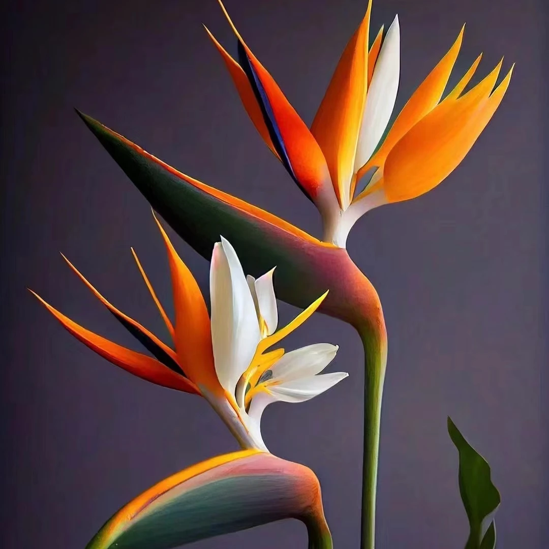 【微风精选】天堂鸟鲜切花--2单升级京东冷链/EMS空运包邮