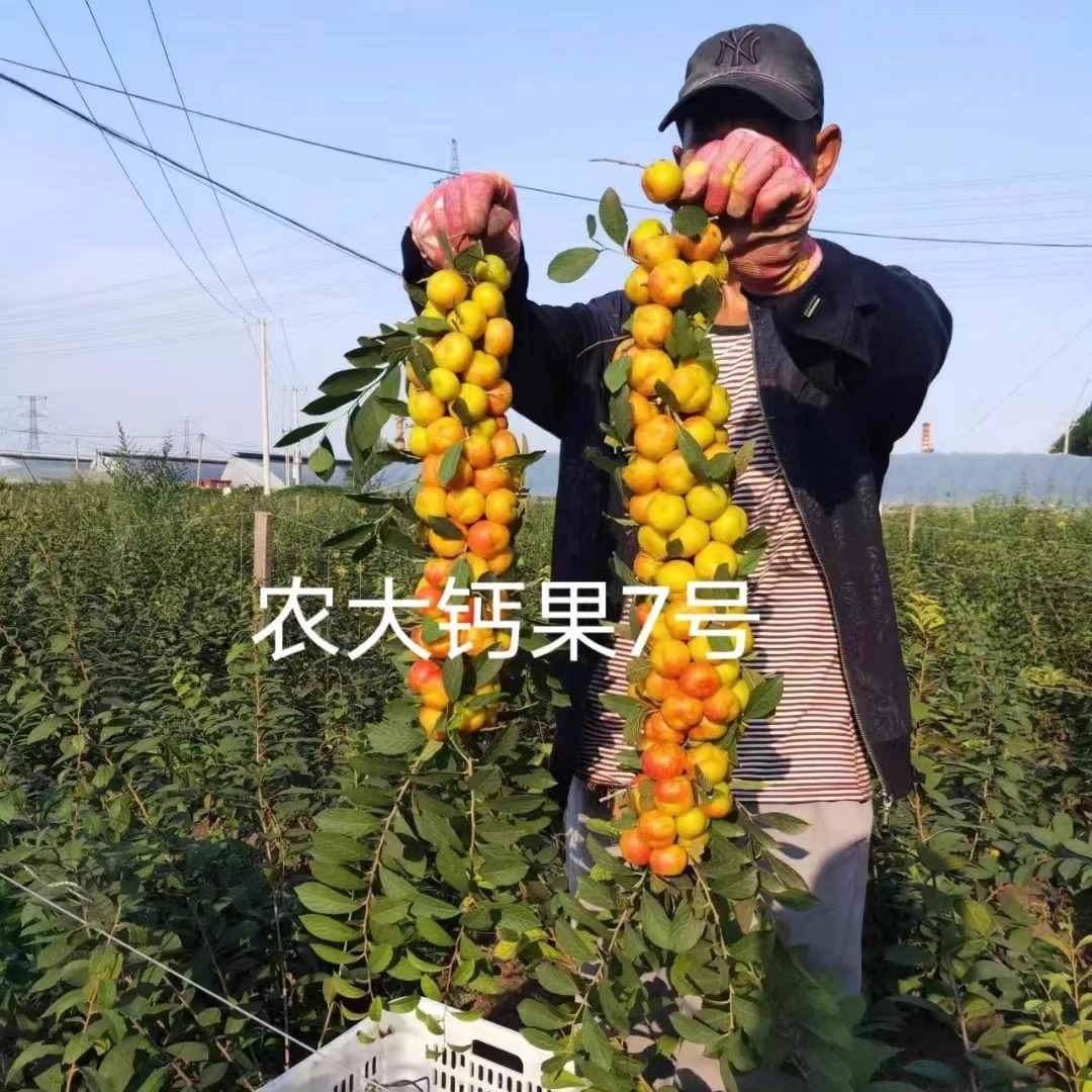钙果苗欧李农大超欧紫冠结果鲜食补钙大田盆栽种子果树苗庭院耐寒