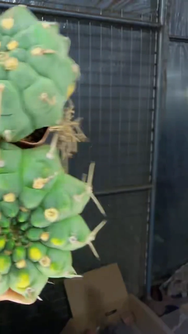 2颗 一三本刺 品种不指定 6-8cm