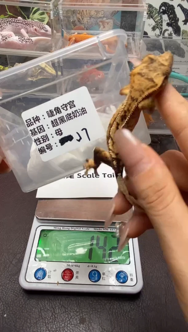 睫角守宫鳞与尾 Scale Tail 爬宠J7