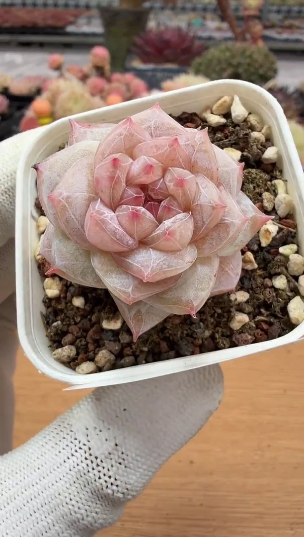 东云多肉园二店-163