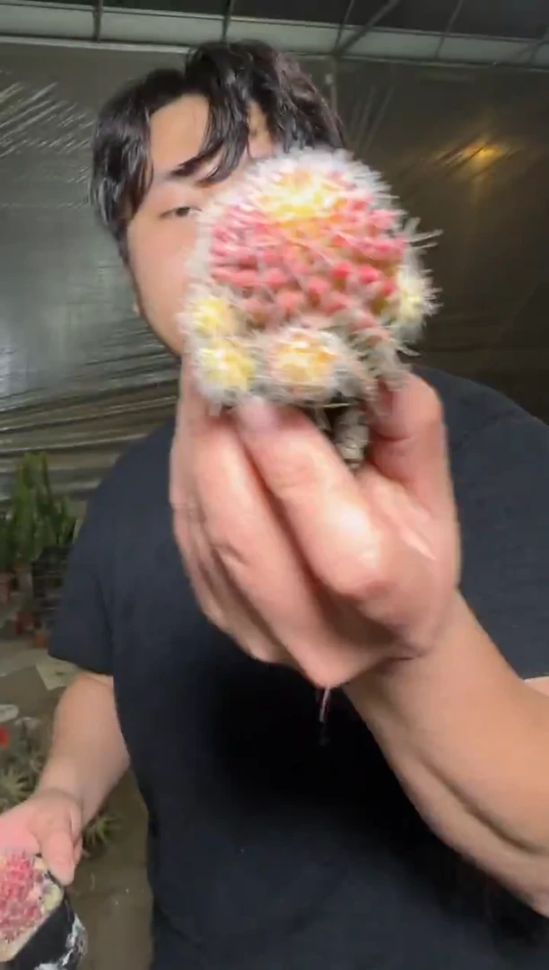 3颗 红娜丸【带根】