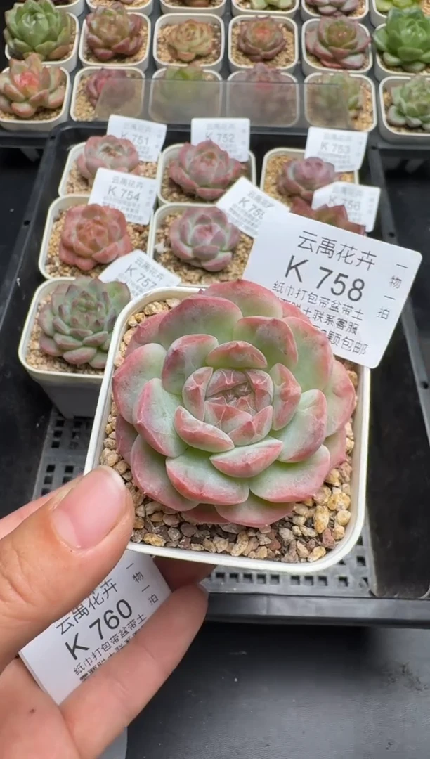 758K云禹多肉植物 带盆土纸巾打包 当天拍3颗包邮