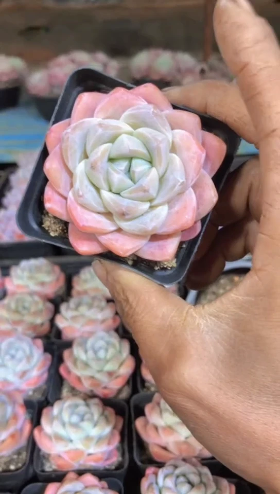 【闪购商品】樱花粉冰玉单头2颗