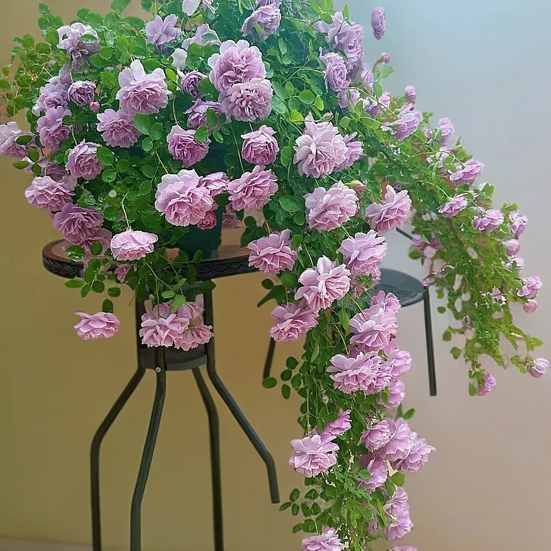 蓝色阴雨月季花苗多季开花适合阳台栅栏庭院爬藤植物花卉盆栽玛格