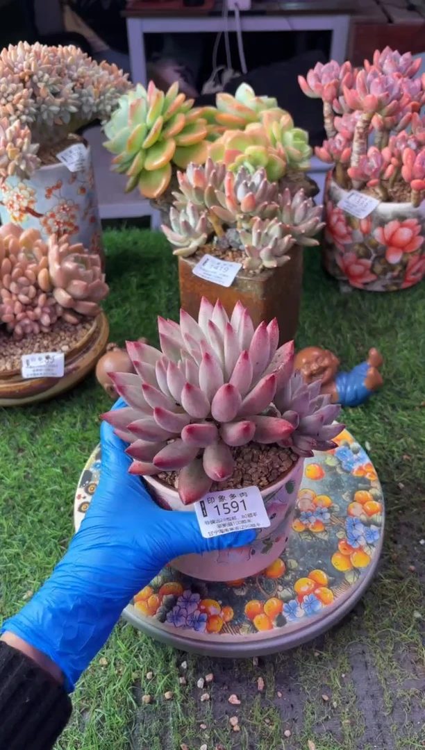 昆明印象多肉1591