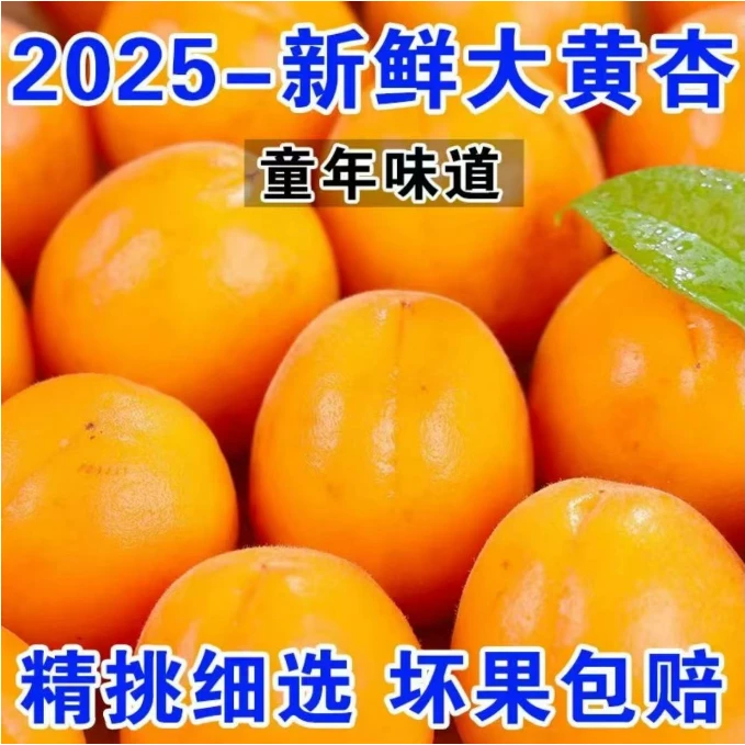 大黄杏新鲜当季现摘酸甜可口水果