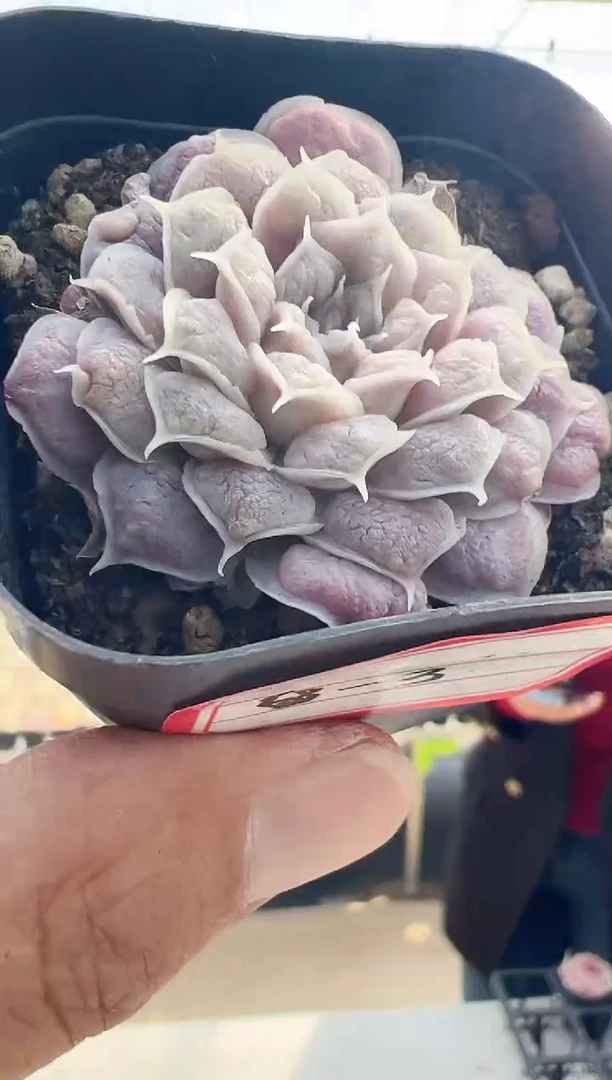 【闪购商品】留财猫-3