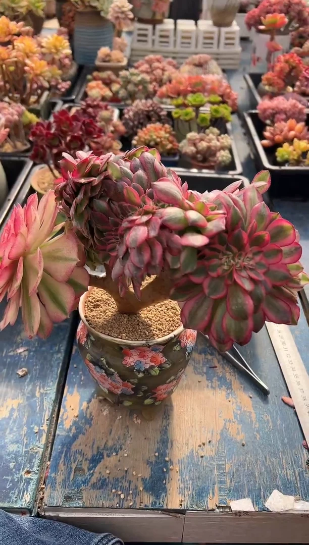 小**?679             花盆、