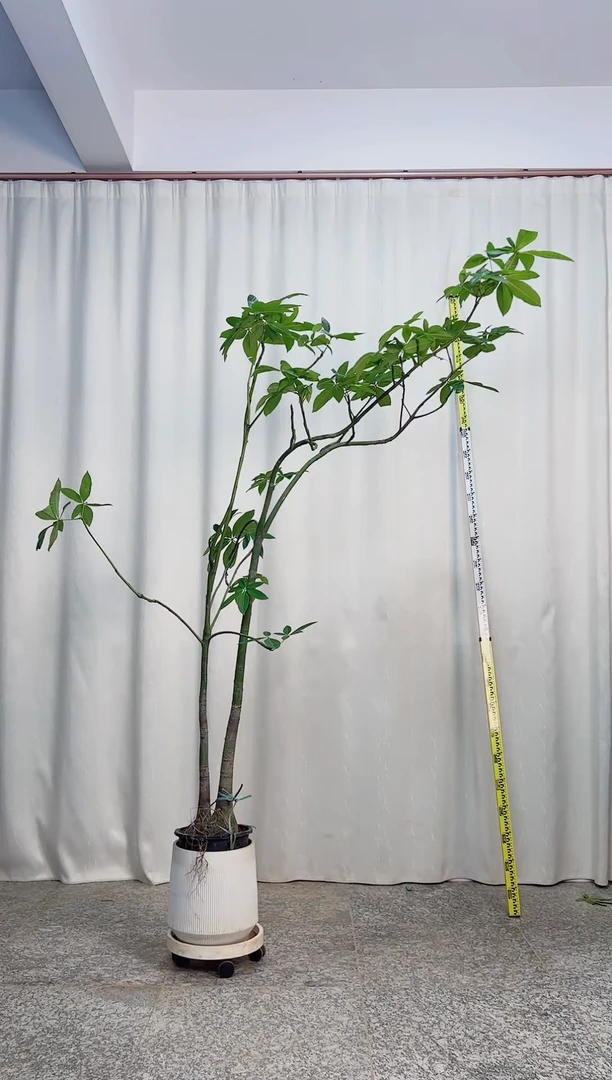 无花朵原生发财树 26