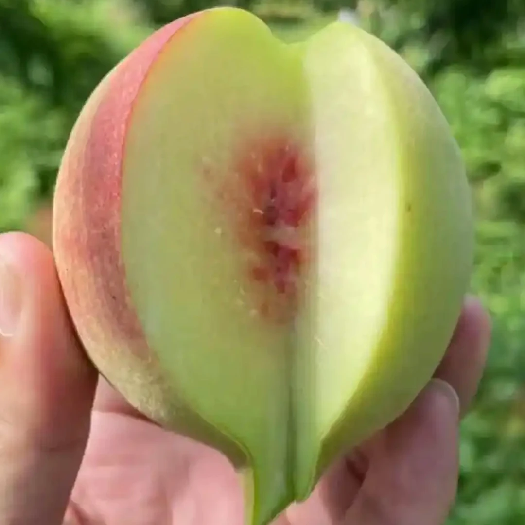 长寿之乡——粤北连州清甜爽脆小孩孕妇美味应季水果鹰嘴桃