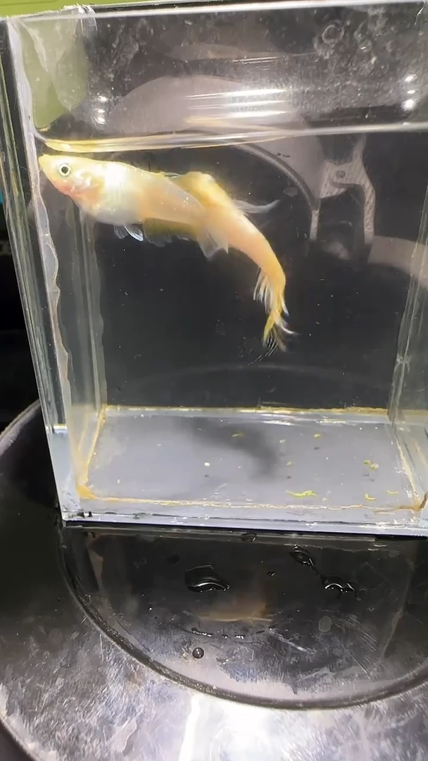 青鳉鱼观背青鳉观背青鳉131