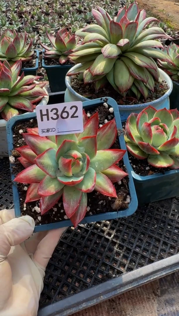 木**昜H362惊鸿仙子（裸根发货）