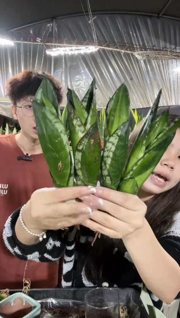 迷你星空裸根4棵9.9