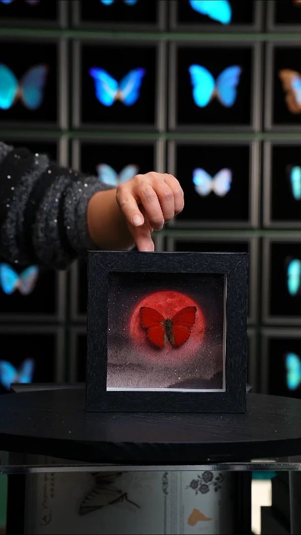 血漪蛱蝶6寸黑色方框红日款