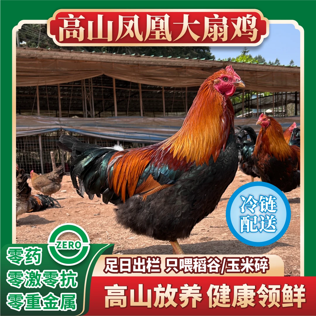 广宁凤凰扇鸡阉鸡高山散养250天活鸡京东包邮
