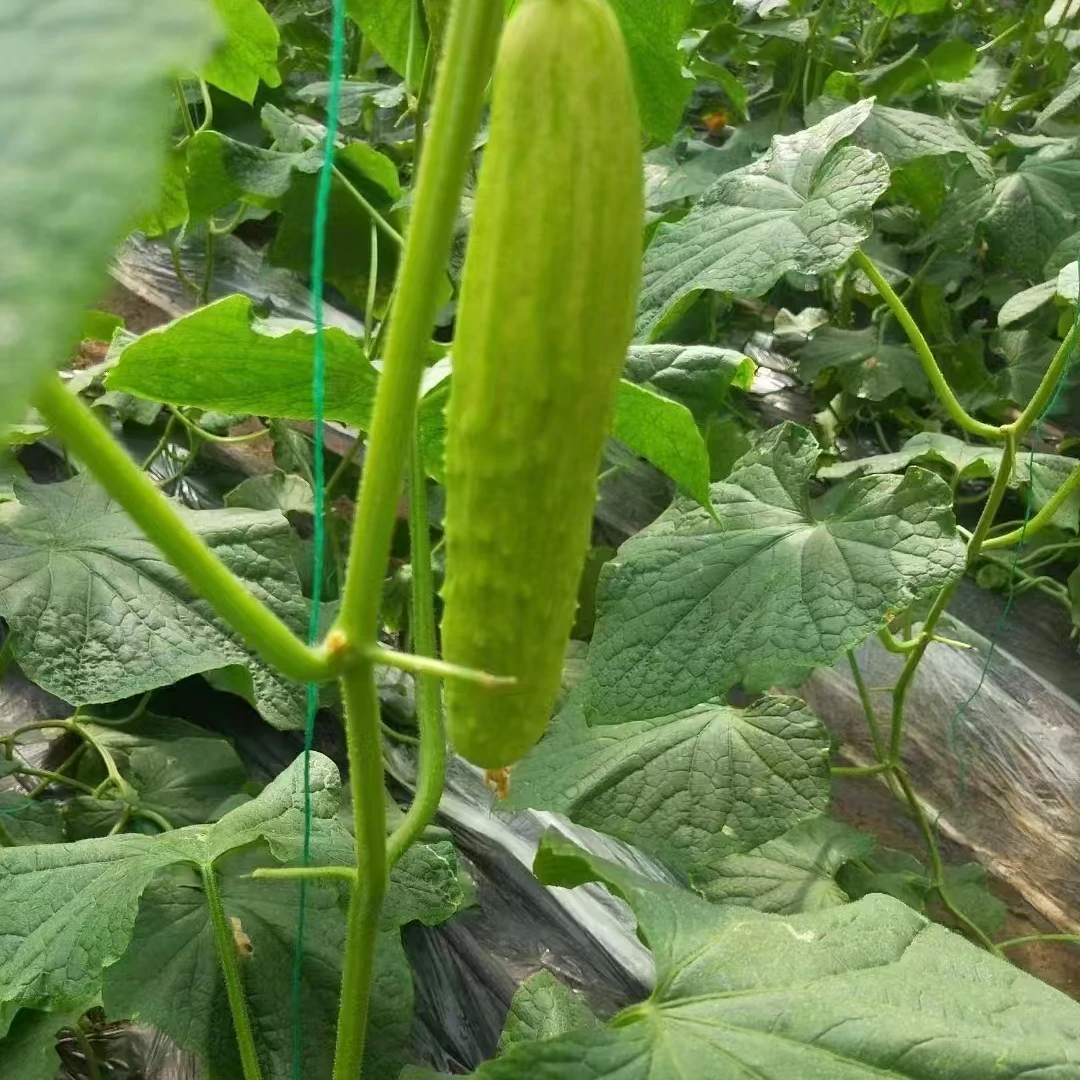 海阳白玉黄瓜1箱约4斤黄瓜同城送黄瓜同城配