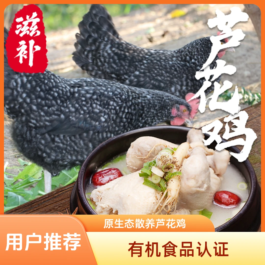 【有机绿色食品】高山散养纯粮食喂养跑山芦花鸡（土鸡）整只
