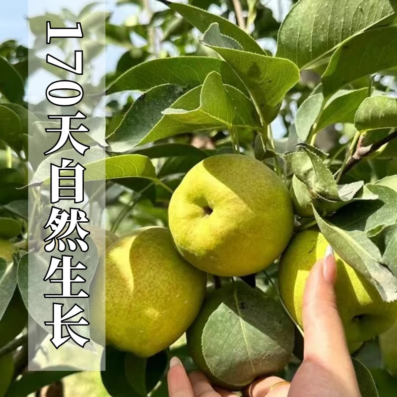 【主播贴钱福利】到手净重5斤装库尔勒香梨果园直发