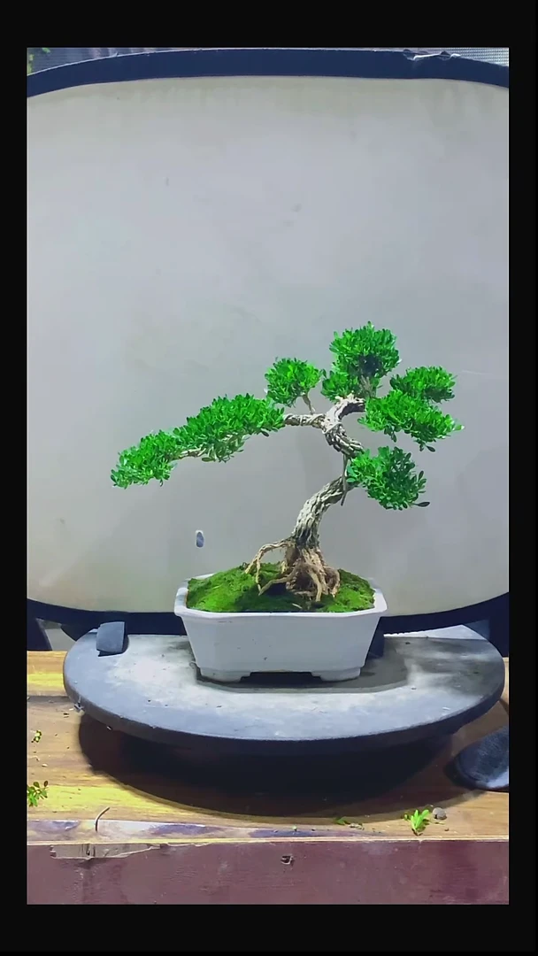 完全开放R*y1111111111