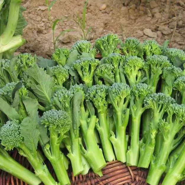 早熟西兰苔种子夏播秋播春播西兰花种子芥蓝芥兰菜心种子阳台盆栽