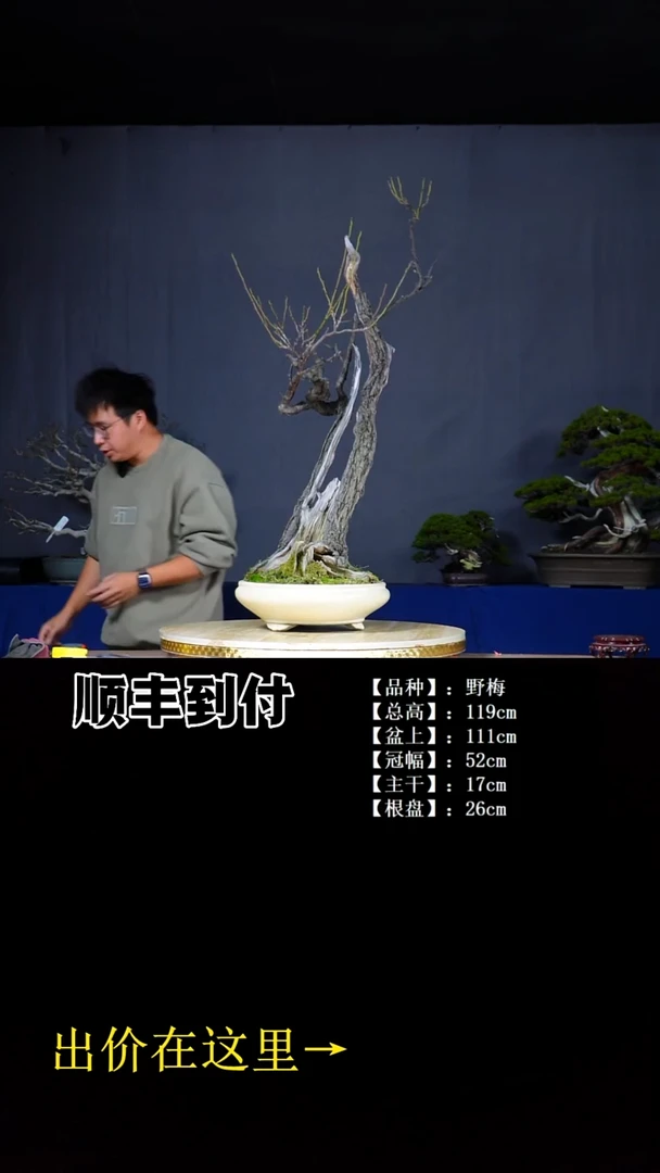 无花朵野梅bubaoyou