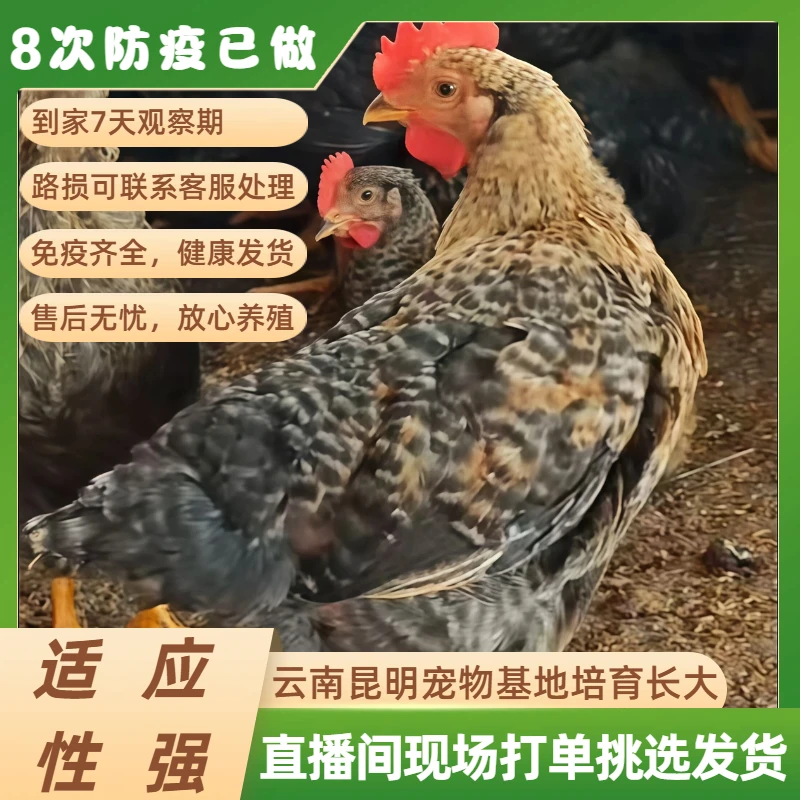 宠物鸡  庭院养殖高颜值观赏芦花鸡【金芦花】