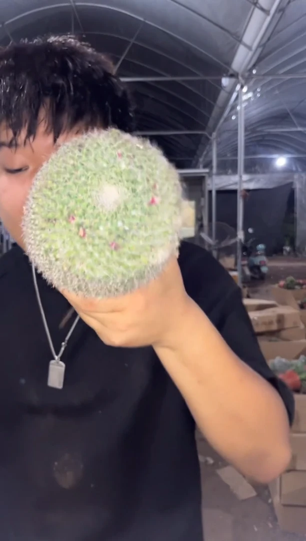 2颗 大号 玉翁【实生根】