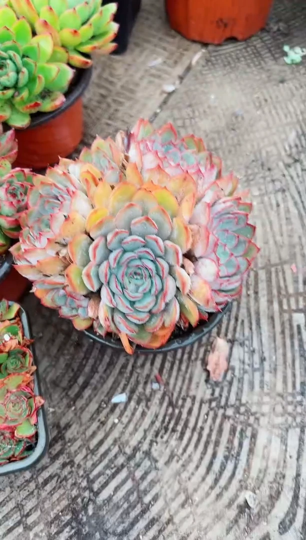 醉**胧多肉植物一物一拍09141