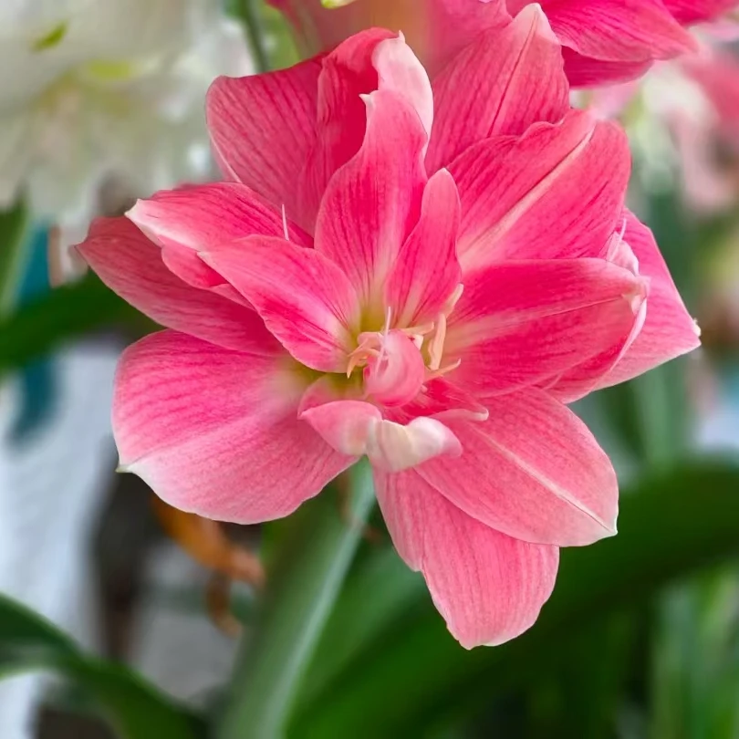 【天使的呼唤】★澳洲品种自然球重瓣原生朱顶红种球成熟室内外盆栽