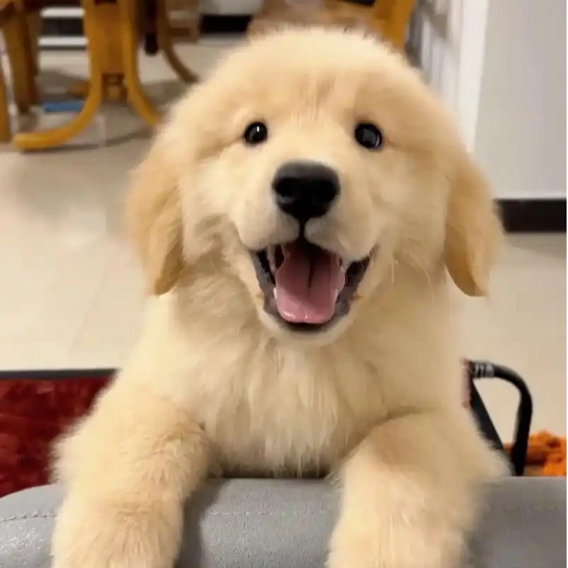 旧【杭州宠物猫狗巿场】活体狗狗