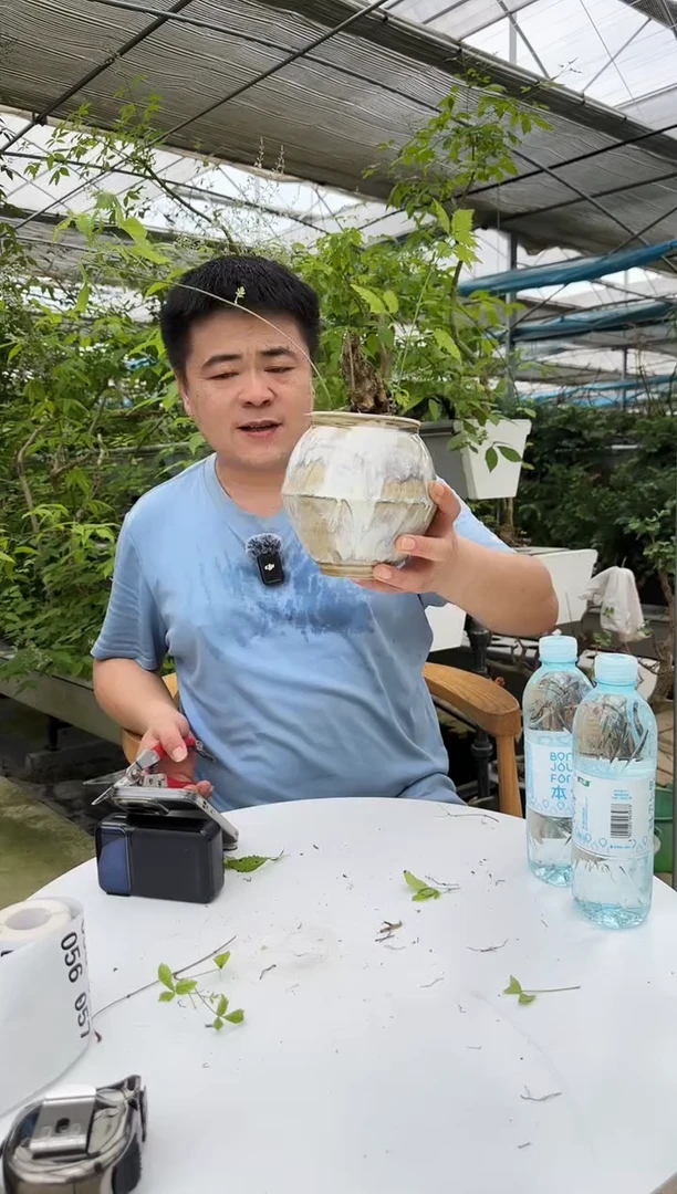 当前无花栽培后可以开花黄荆053+