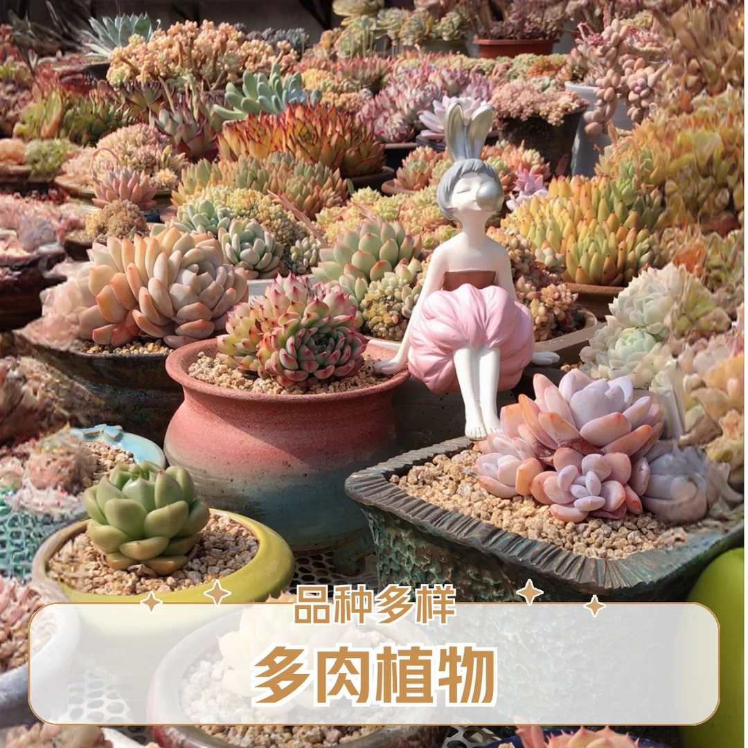 多肉植物综合链接2号