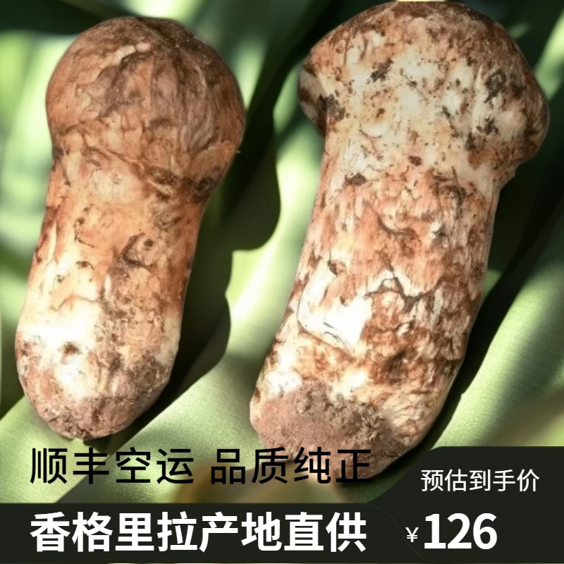 云南香格里拉新鲜松茸菌顺丰空运冷链包邮可煲汤炖鸡刺身