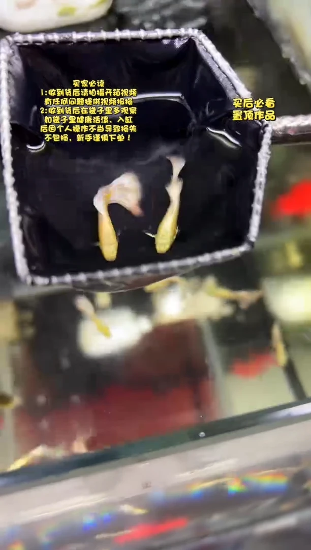 孔雀鱼无怨孔雀鱼