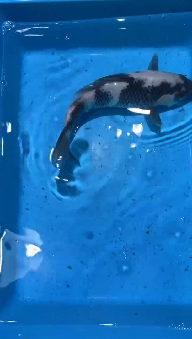 锦鲤点关注右下角竞拍链接出价